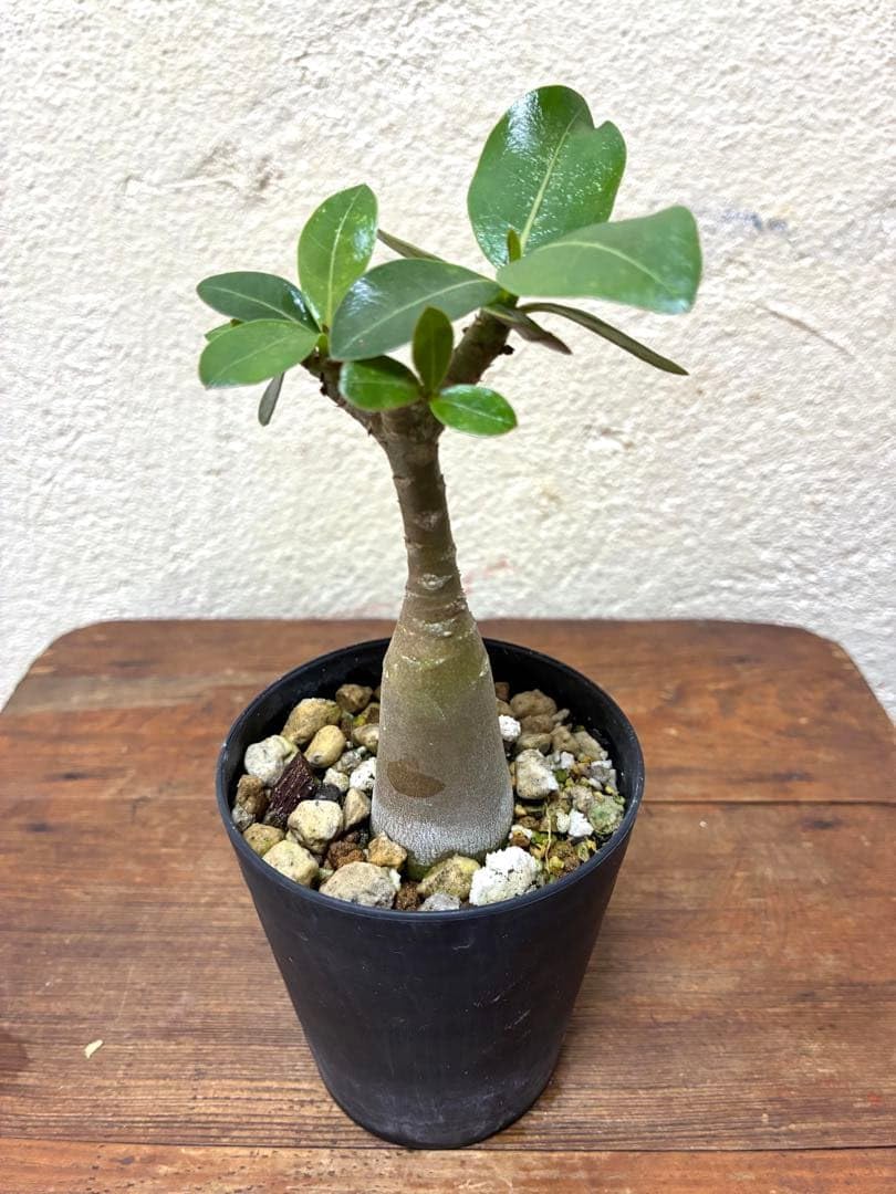 Amazon｜塊根植物 アデニウム アラビカム｜観葉植物 オンライン通販