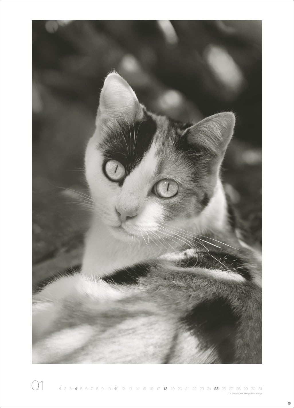 Cats Edition Kalender 2026: Elegante Samtpfoten in schwarz-weiß in einem XXL-Kalender. Tierkalender 2026 im Großformat. Hochwertiger großer Fotokalender für Katzenfans.