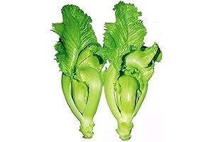 Seedhao ShuiDong Mustard Vegetable Seeds