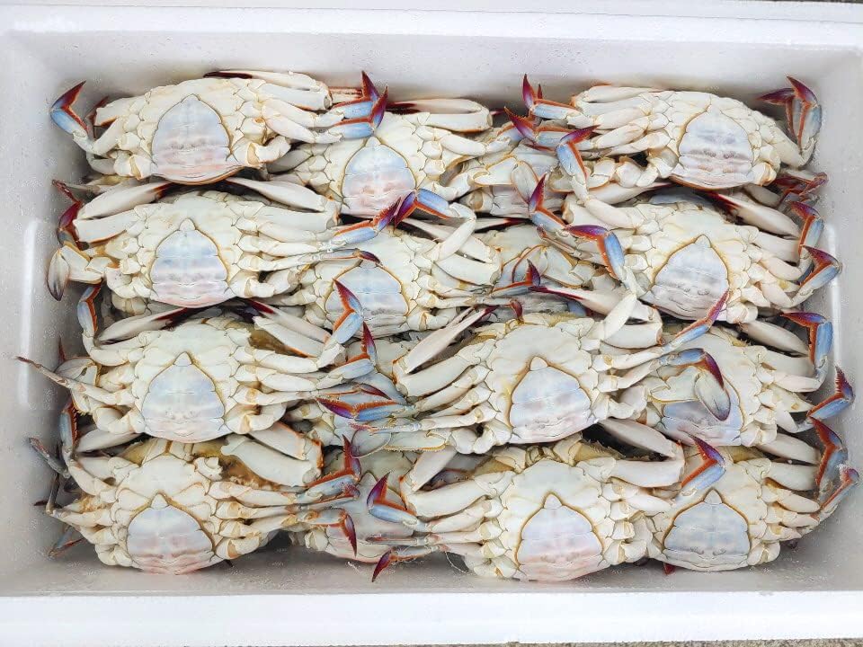 北海道産 ワタリガニ メス 2 Deanhomeimprovement Com