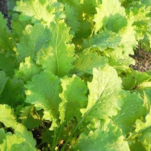 Mustard Southern Giant Great Heirloom Vegetable by Seed Kingdom Bulk 1 Lb Seeds
