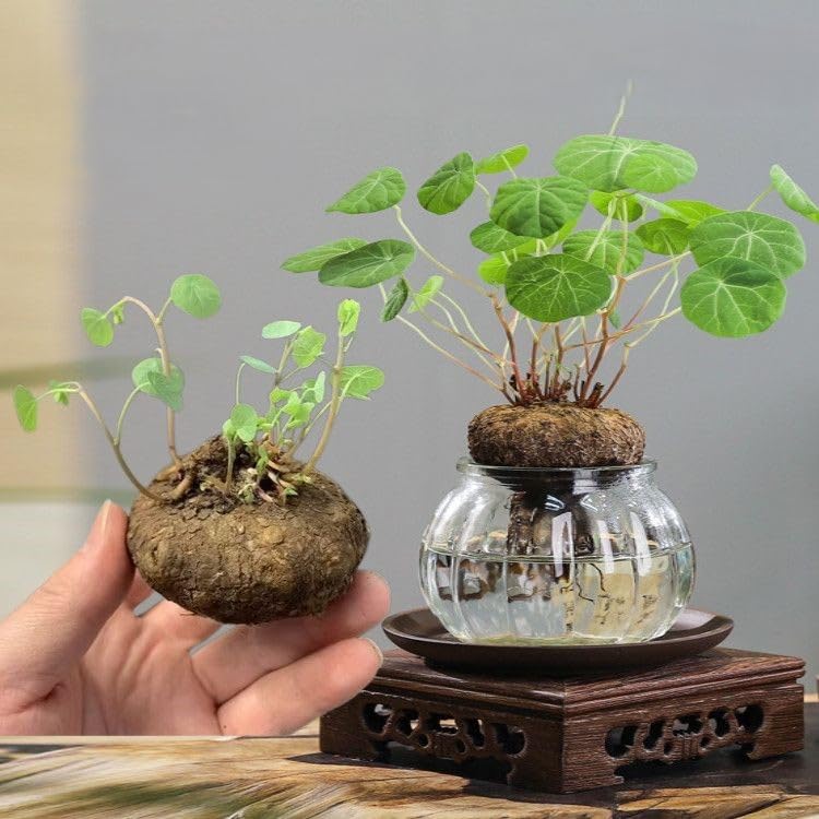 Stephania Bulbs UK, Perennial Stephania Erecta, No Watering Required, Landscape Design, Indoor and Outdoor Potted Plants-5 Rhizome-G