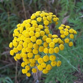 100pcs Tansy Seeds Beautiful Perennial Ornamental Flowers for Outdoor Garden Planting Has Ornamental Value Add Color to Your Garden