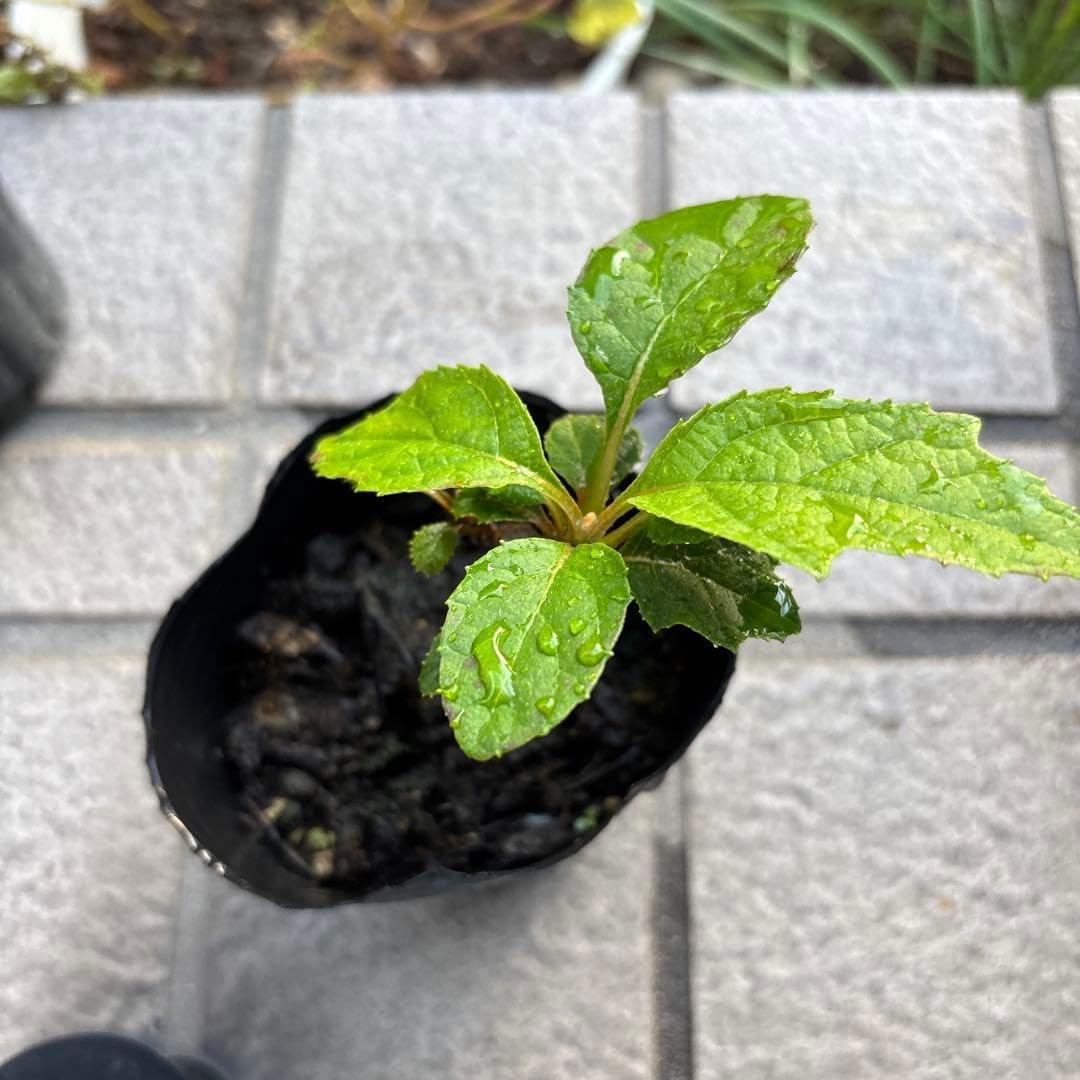 2 アロカシア ドラゴンスケール アルボ 白斑入り 組織培養苗 順化済