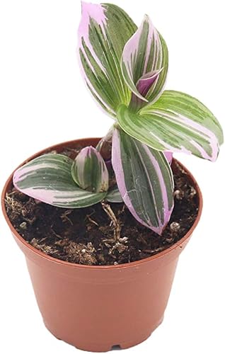 California Tropicals Pink Tradescantia - Rare Nanouk - Planta de interior viva en maceta en suelo con hojas enraizadas, planta de fácil cuidado para
