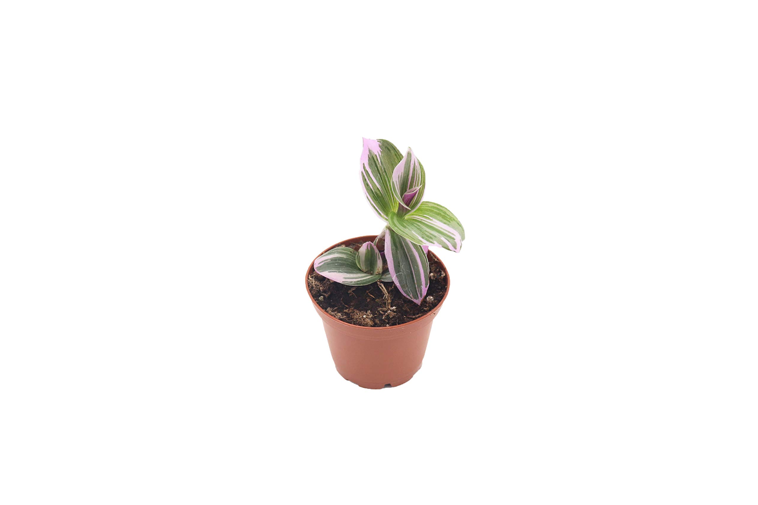 California Tropicals Pink Tradescantia - Rare Nanouk - Live Houseplant Potted in Soil with Rooted Leaves - Easy Care Indoor Outdoor Plant, Mini Tiny
