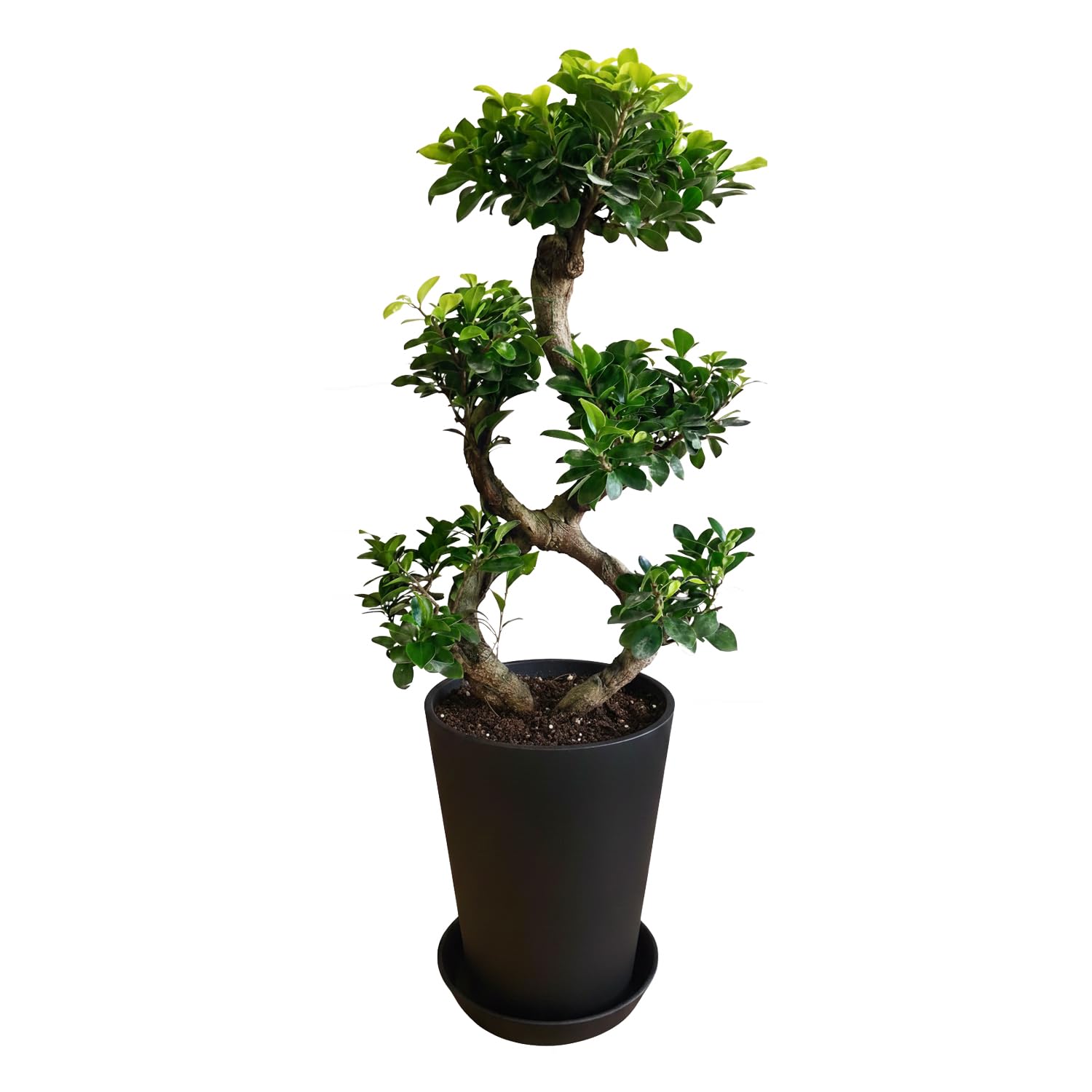 Amazon｜花のギフト社 ガジュマル 8の字 大型 大きい 観葉植物 本物