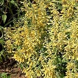 Arizona Sun Agastache ~25 Seeds – Agastache x...