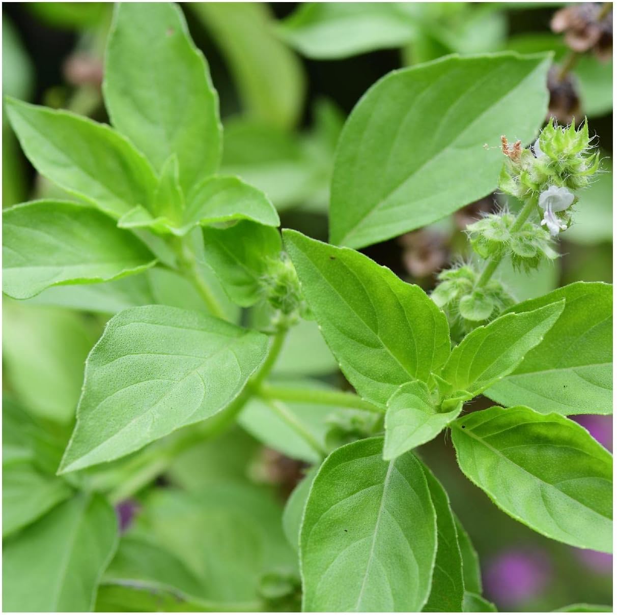 Everwilde Farms - 1 Lb Lemon Basil Herb Seeds - Gold Vault