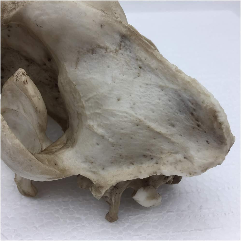 Modelo de Cráneo de Lobo, Réplica Artesanal de Resina de Cráneo de Lobo de Tamaño Real 1:1, Modelo de Cráneo Animal de Alta Simulación, Modelo de Cabeza de Cráneo de Lobo Realista, para Enseñanza