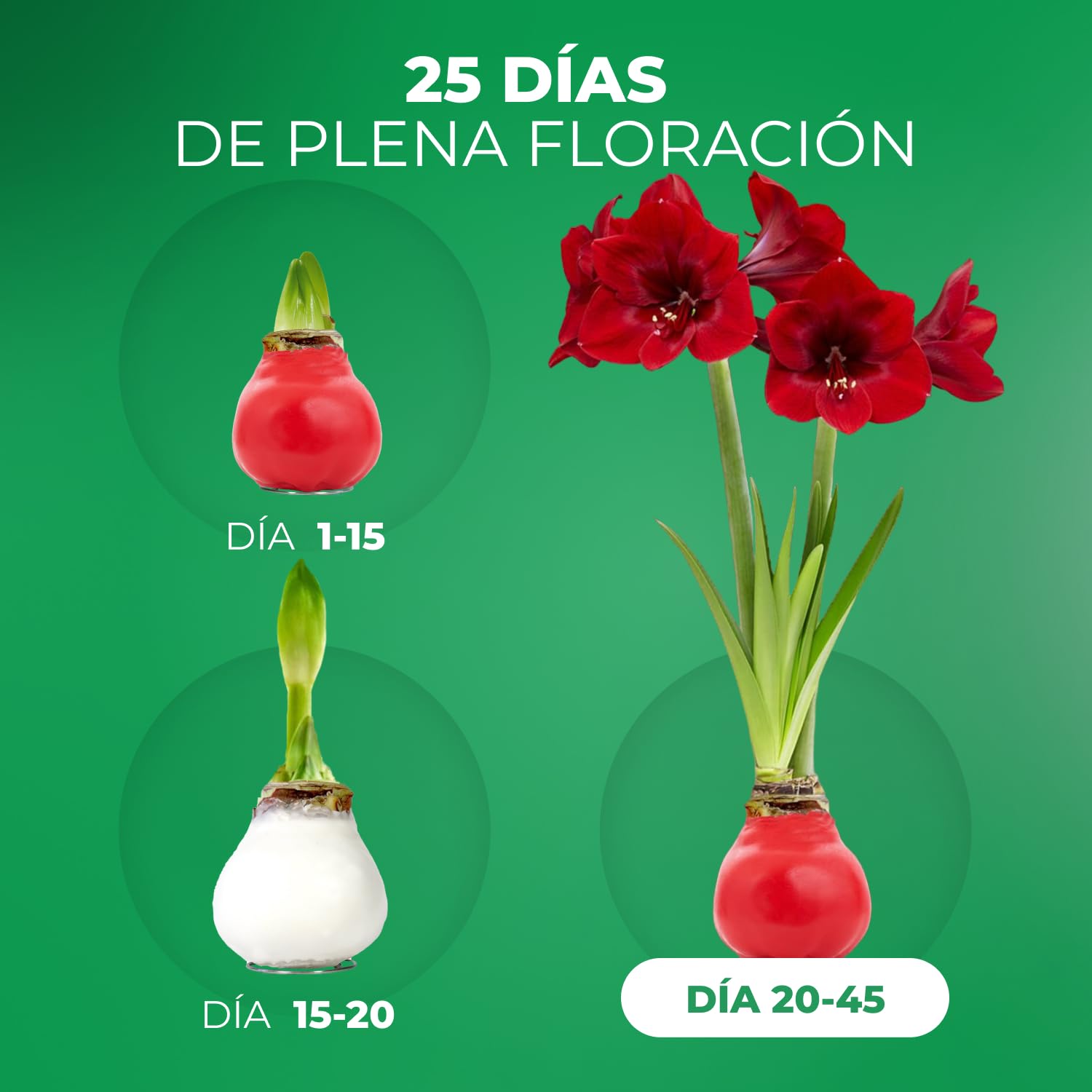 Colección de dos bulbos de amarilis encerados en blanco y rojo