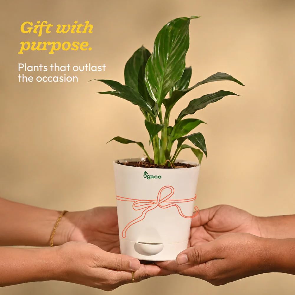 UGAOO Peace Lily Plant - Bring Serenity Home -5