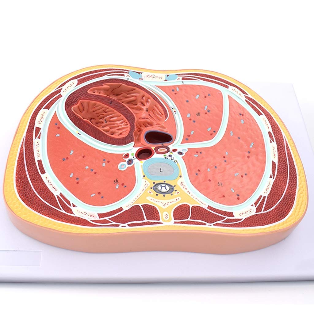 Buy Thoracic Cavity Transverse Model Human Anatomy Cardiac Lung Model