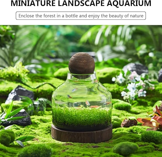 Acquario in vetro – Terrario ecologico auto-circolante con base in legno – ornamento decorativo da scrivania per casa e ufficio