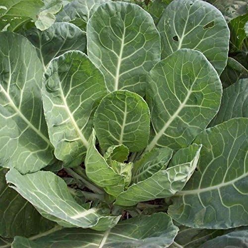 Semillas Vates Collard Greens - Paquete de 150 Semillas