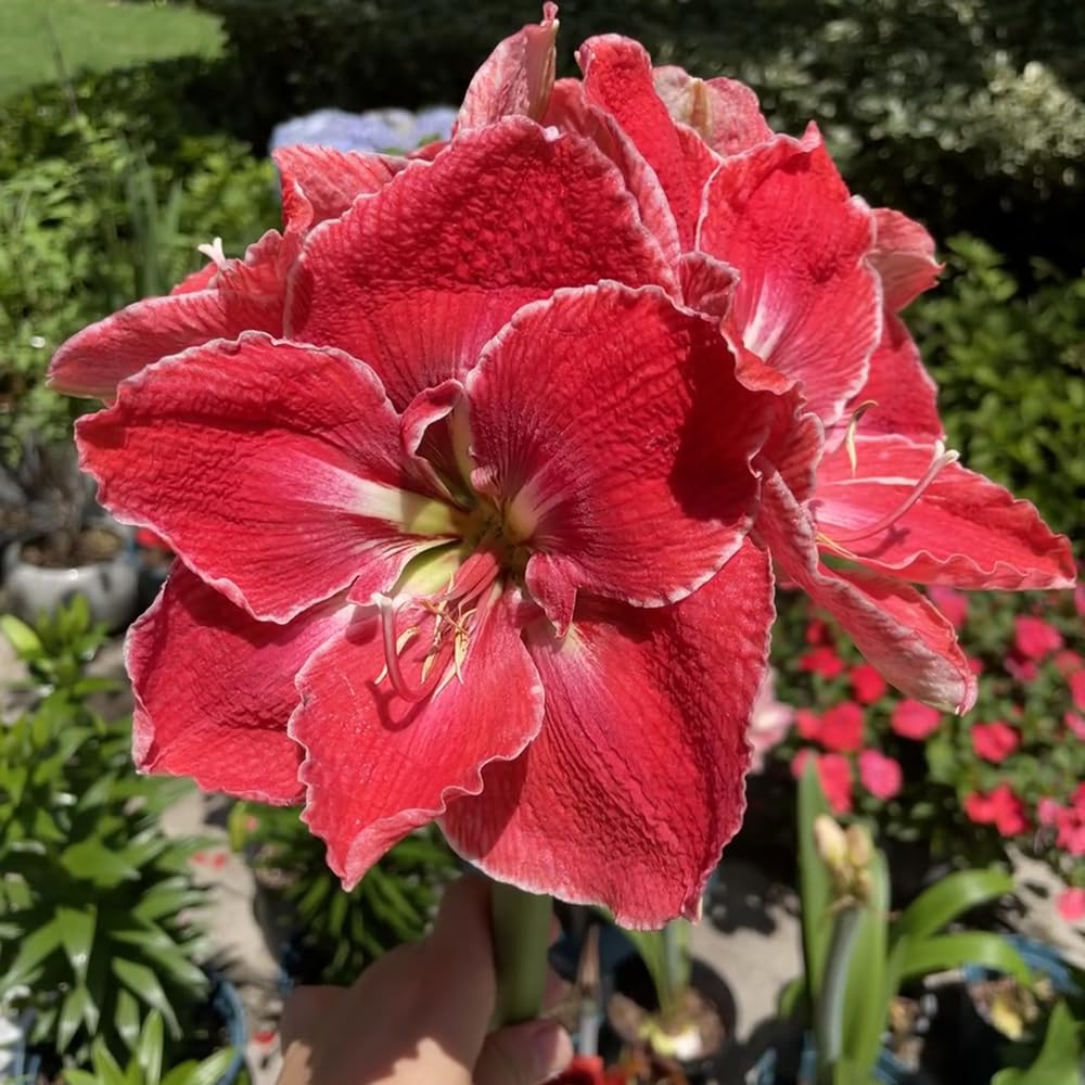 Bulbo Amaryllis Bulbo De Amarilis - 1 Pieza, Para Jardín O Maceta Flor  Perenne Resistente, image size:1000x1000