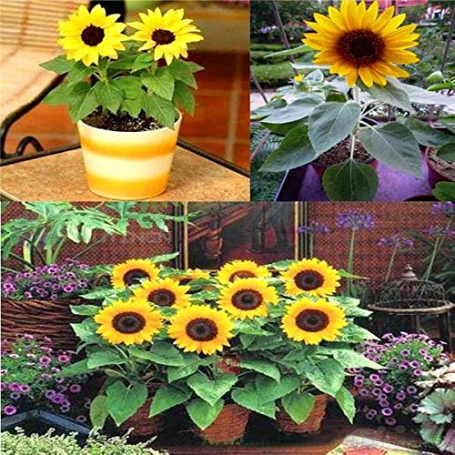 ShopMeeko GRAINES: New 30pcs / plantes sac plantes organiques Plantes comestibles pour jardin Bonsaï: Sky bures Cover