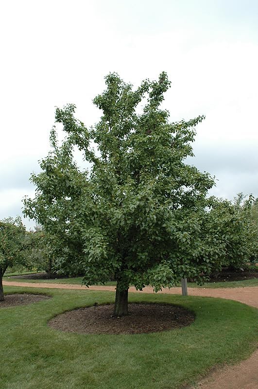 Miniatura 7 de Asian Pear Tree  Semillas Premium  Pyrus pyrifolia 'Fruit'  Plants' (Premium Seeds, 5)