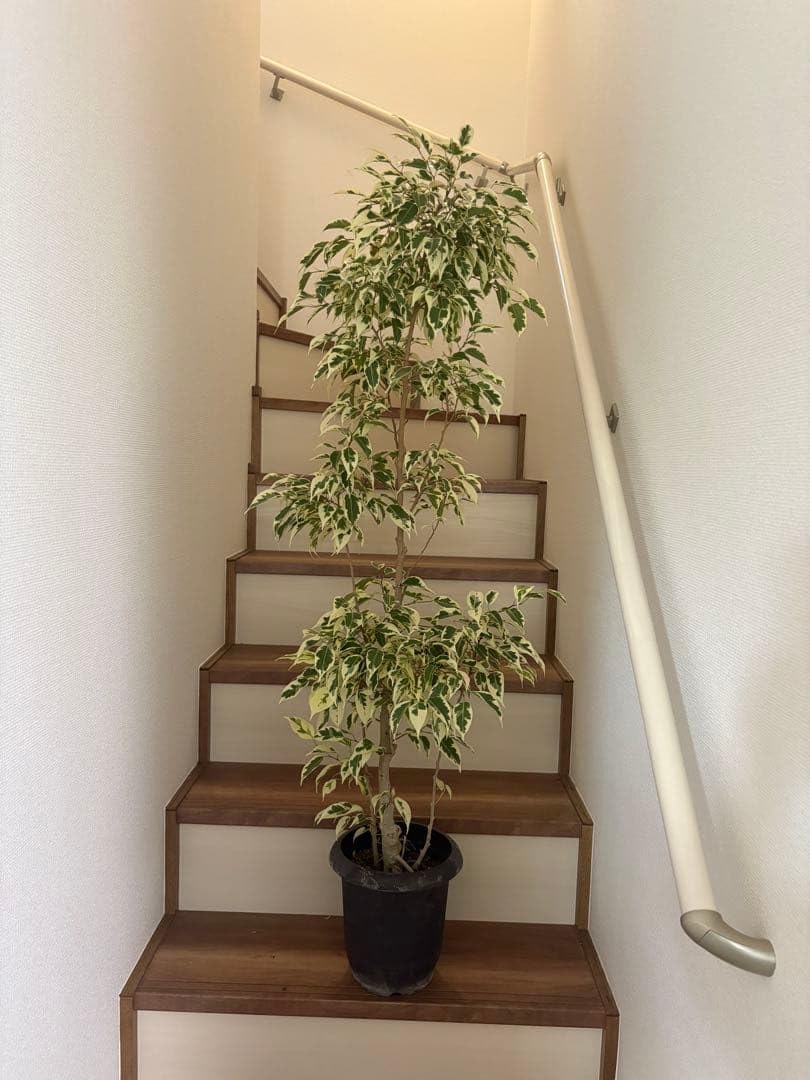Amazon｜フィカス ベンジャミン 斑入り 観葉植物高さ130cm｜観葉植物