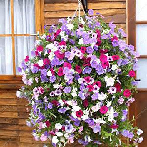 100 Semilla de 9 colores calibrachoa Orgánica Petunia semillas mezcladas 'petunia del jardín' Seed-Tierra flor muy hermosa milagro de la luz ámbar 100 Semilla de 9 colores calibrachoa Orgánica Petunia semillas mezcladas 'petunia del jardín' Seed-Tierra flor muy hermosa milagro de la luz ámbar