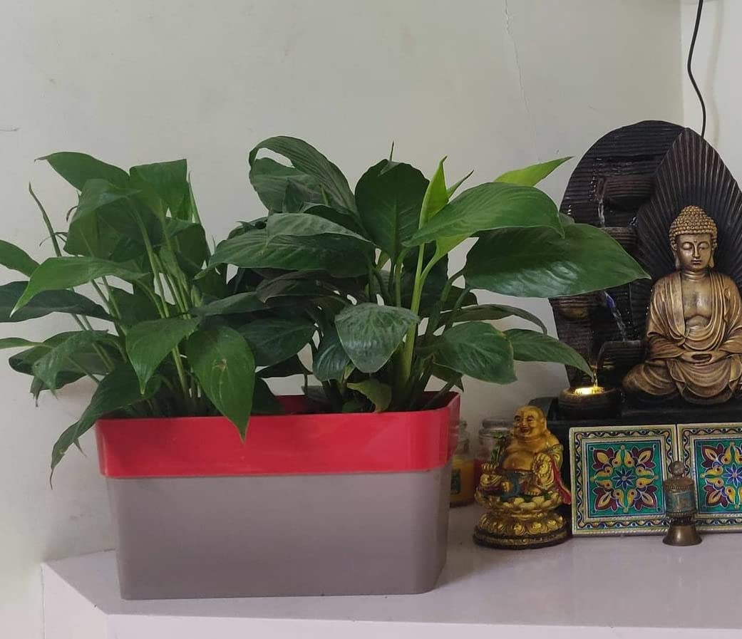 Root Bridges 11" Arty Rectangular Plastic Planter (Red) Flower Pot Gamla for Indoor Plants, Gardening, Balcony Garden Flowers, Home Decoration Pots