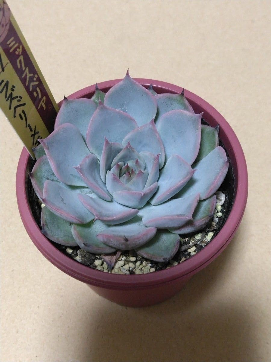 ☆ラズベリーメモリーズ☆ 札付きポットごとミックスベリア027おらいさん苗