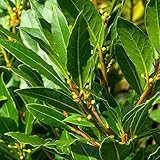 Thompson & Morgan Hardy Bay Tree Laurus Nobilis Standard Evergreen Foliage Aromatic Edible Leaves Attractive to Pollinators, Ideal for Patios & Containers (1 x 3 Litre Pot)
