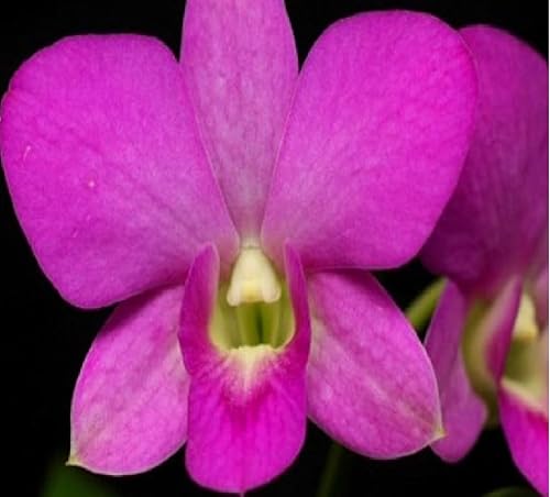 Miniatura 7 de HAWAIIAN DENDROBIUM ORCHID PLANT 2" POT ~ GROW HAWAII