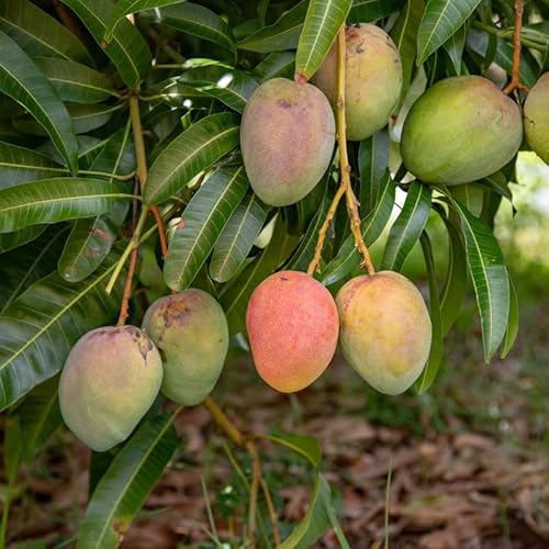 No CA, Thai Mango Trees Plant Grafted, Mango Trees Live