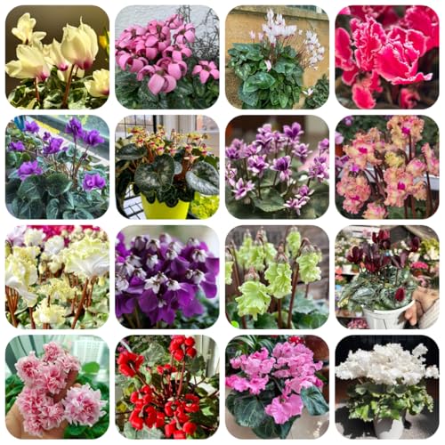 semi resistenti di ciclamino semi di balcone perenni resistenti ciclamino biologici per aiuola all'esterno selvatici da balcone primaverile, 500pcs