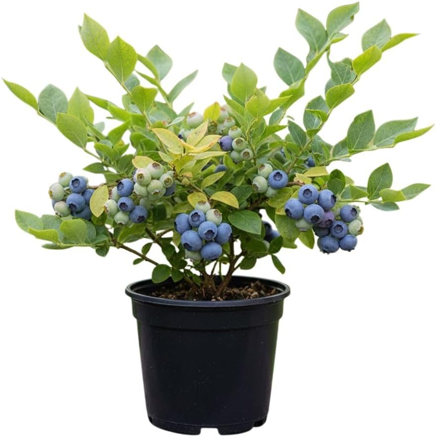 Northern Highbush Blueberry Live Plant, 4 Inches Pot, Sweet Blueberry Fruit Bush Live Plant for Planting in Garden, Spring Plant