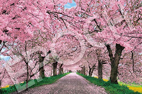 エポック社 1000ピース ジグソーパズル 日本風景 桜に染まる権現堂提-埼玉 (50×75cm) 10-817s のり付き ヘラ付き 点数券付き EPOCH