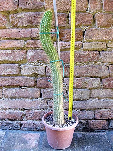 Geosism & Nature Trichocereus huascha 65 cm, Cactus, Plante succulente