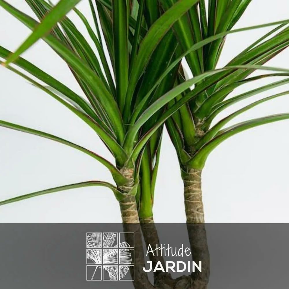 Attitude Jardin - Dracaena marginata z koszem z trawy morskiej - roślina doniczkowa - 70-80 cm - ◕ 19 cm - łatwa pielęgnacja