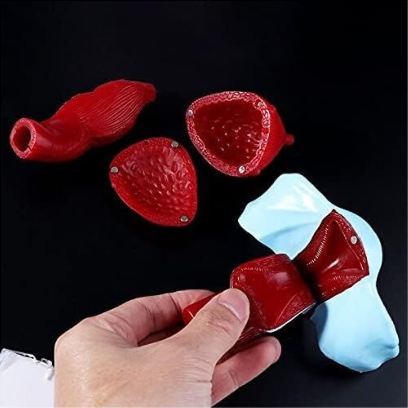 Anatomie Modell Menschlicher Körper Weibliches Becken Beckenbodenmuskelmodell Gebärmutter Eierstockmuskel Lehrmittel Bildungsbedarf Studenten Bildung Display
