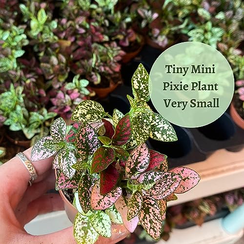 Polka-Dot-Plant, Hypoestes Phyllostachya, Live In A 2 Inch Pot Tiny Mini Pixie Plant #TOP6