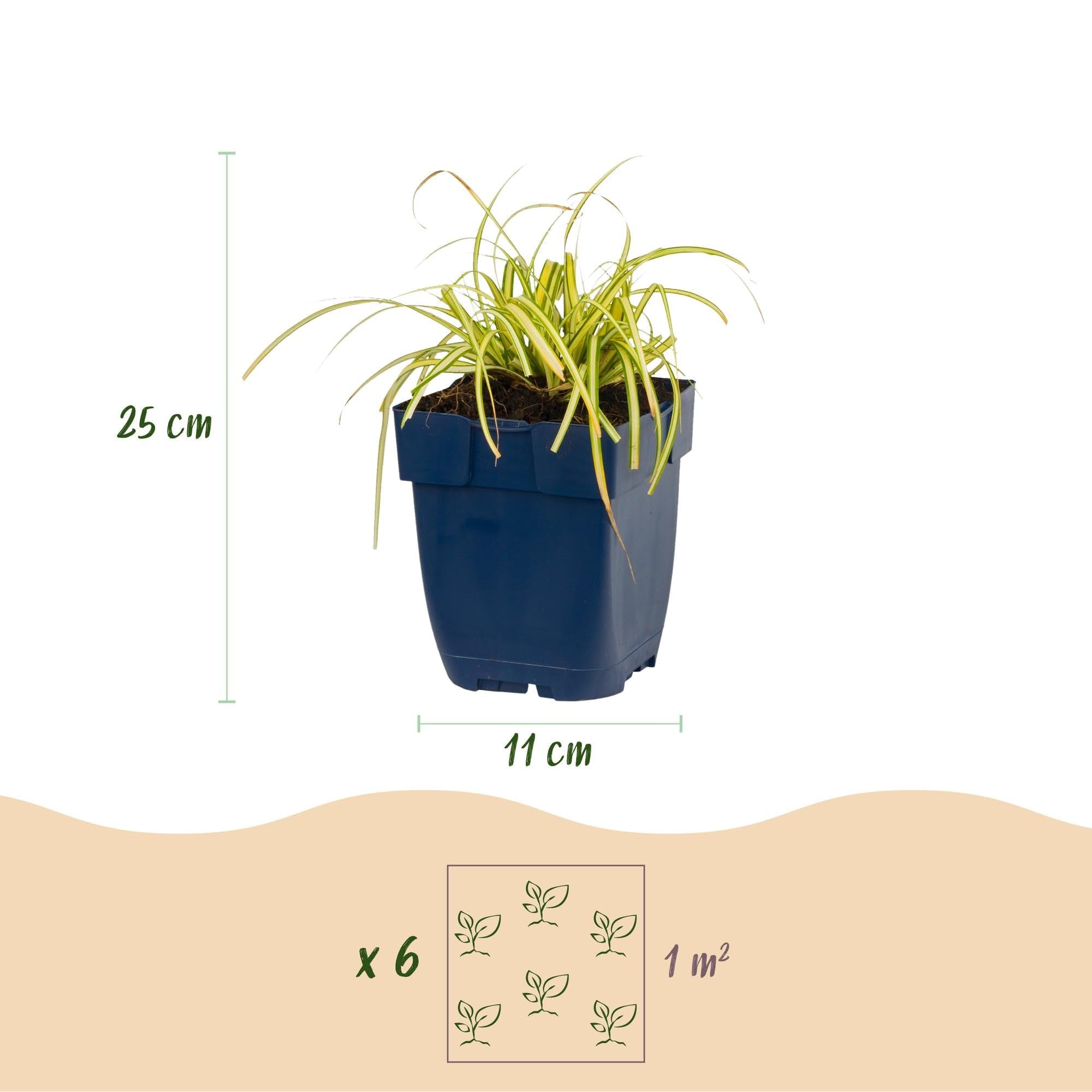 Green boutiQ - Gräser - Carex oshimensis Evergreen - Japanisches Sauergras - Immergrün - Grün - 24 Pflanzen - Topf 11cm - Höhe 15-25cm