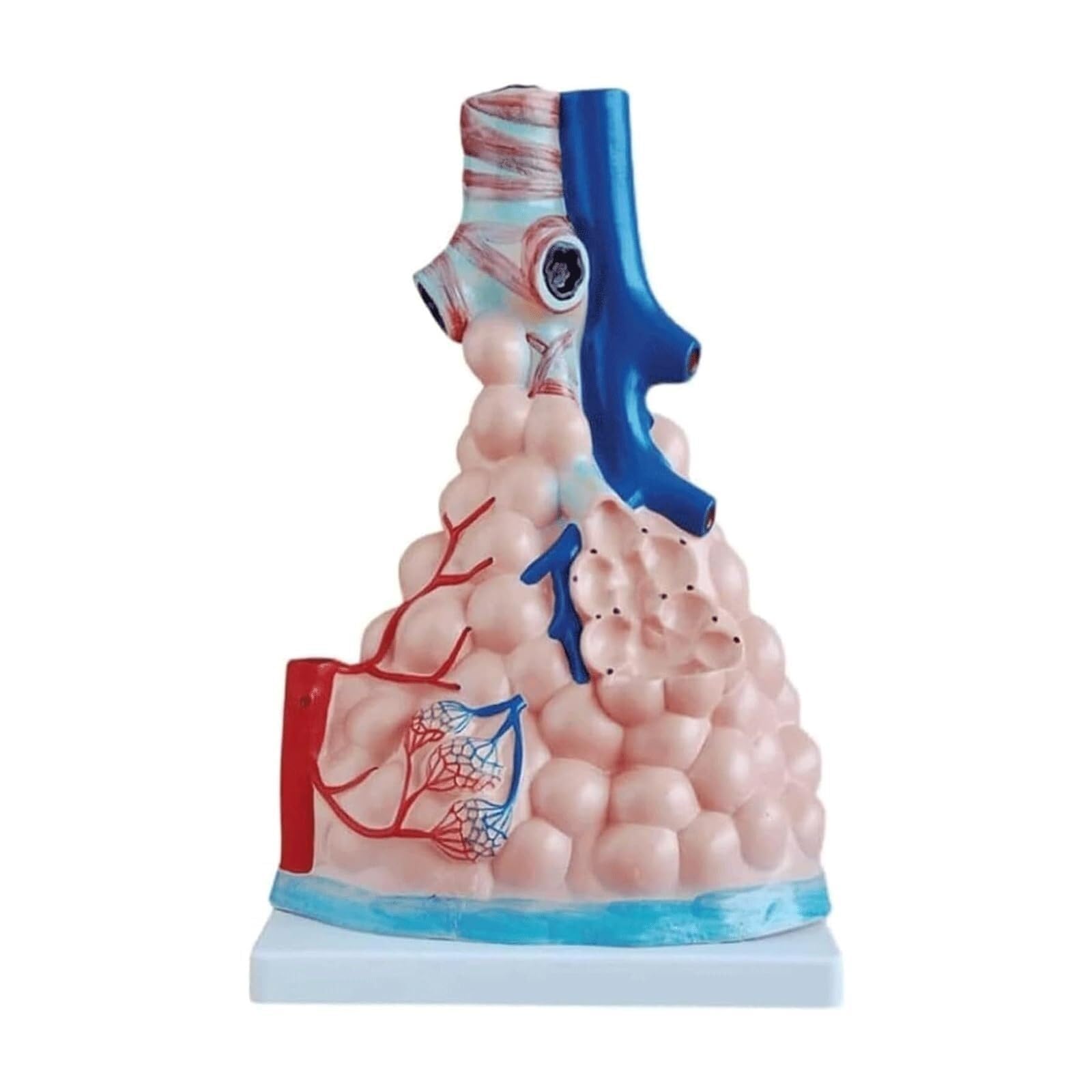 YNIYUJKL ?Human Large Alveolar Magnification Model, Breathing Lung Anatomy Model Respiratory System Bronchiole Human Body Models Medical Teaching Study And Physiology Education ?