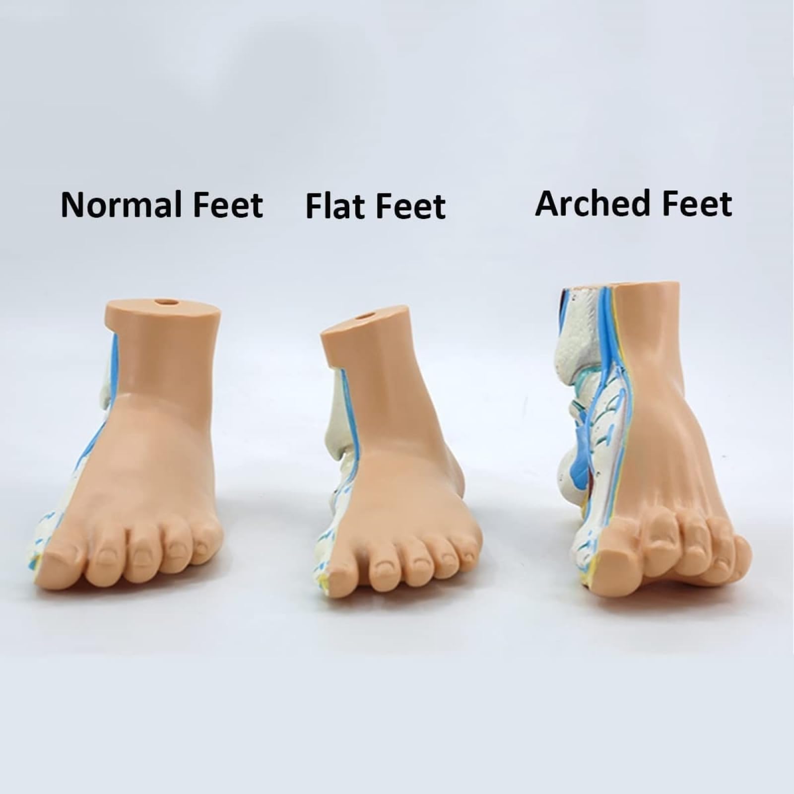 Model anatomii ludzkiej stopy, 1:1 naturalnej wielkości płaska stopa łukowa anatomia model mięśni do nauki medycyny nauki klasy materiały dydaktyczne