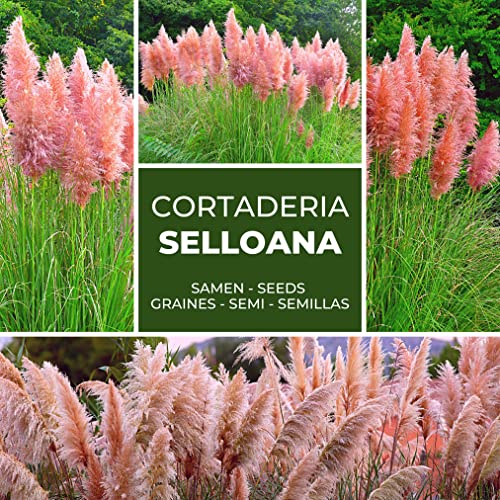 PAMPASGRAS - ca.150 Samen - Cortaderia selloana - Ziergras - der absolute Blickfang in jedem Garten