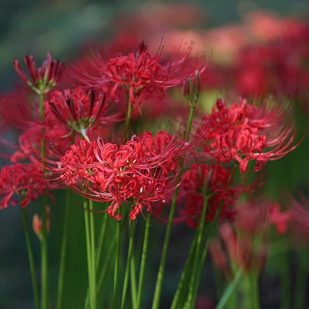 Easy Care Perennial Bulbs Red Spider Lily Bulbs (Lycoris Radiata)  Pack Of  10, Easy To Grow Fall-Blooming Flowers For Garden Lily Uk