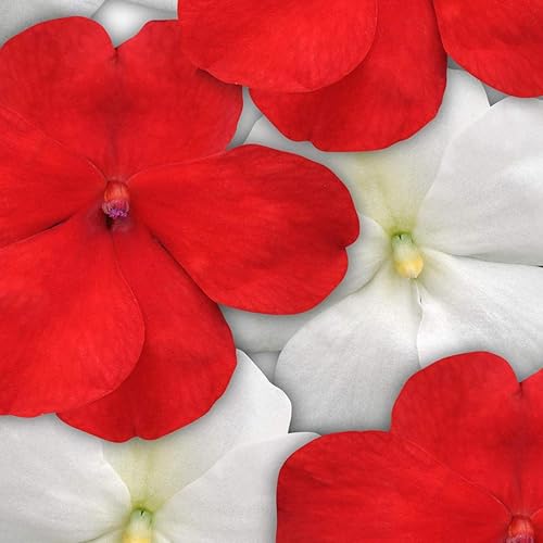 Miniatura 2 de Outsidepride Impatiens - Plantas de flores de jardín de sombra roja y blanca para macetas, cestas colgantes, contenedores, cajas de ventana, 200