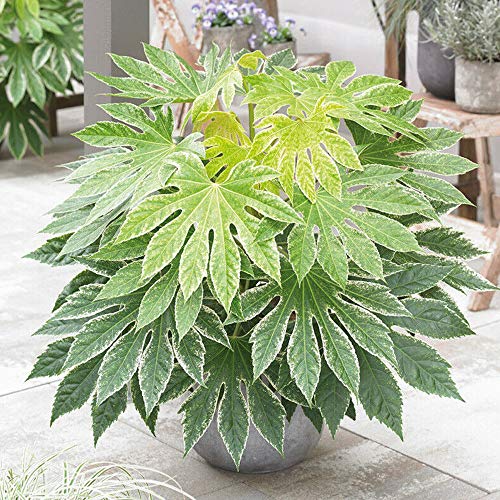 Fatsia Hardy Shrub Evergreen Garden Plant 'Spiders Web' 1x 9cm Pot by Thompson and Morgan (1)