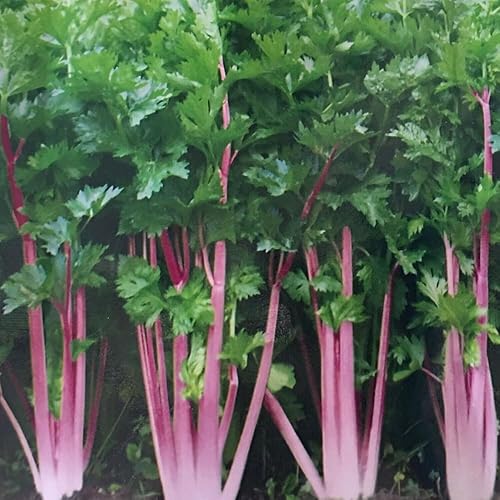 Miniatura 2 de KVITER 200 semillas de apio rosa chino, apio rosa Kan-tsai Kunchoy Qincai Kan-tsai - Semillas frescas orgánicas para plantar - Semillas para el