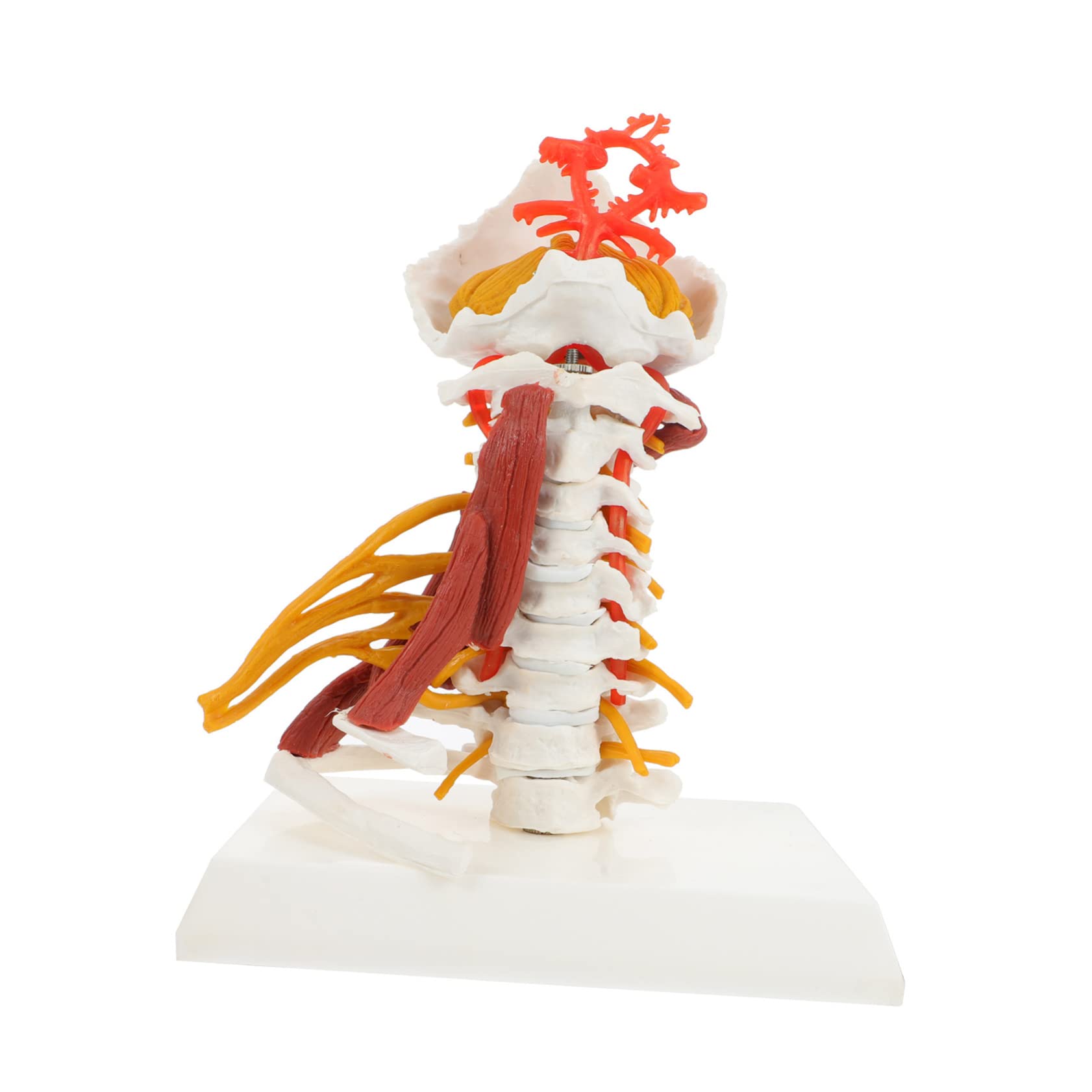Amosfun Modello Medico della Colonna Cervicale in Pvc, Scheletro Anatomico Bianco Nervi e Muscoli, per Insegnamento e Dimostrazione Medica | Ambito Medico e Didattico, Uso per Pratica e Spiegazione, Adatto a Studenti e Medici