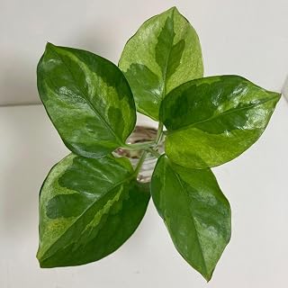 ポトス エメラルド 4?5株 ガーデニング 園芸用品