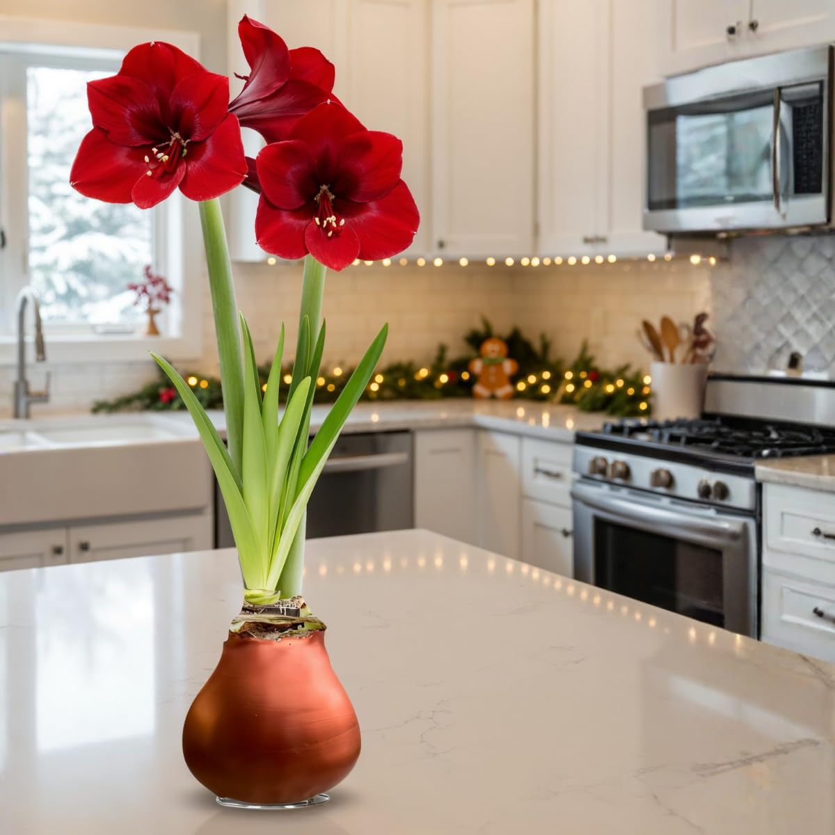 Bulbi di Amaryllis Cera Bronze - 2 Bulbi Fiori in Grande Formato 26/30