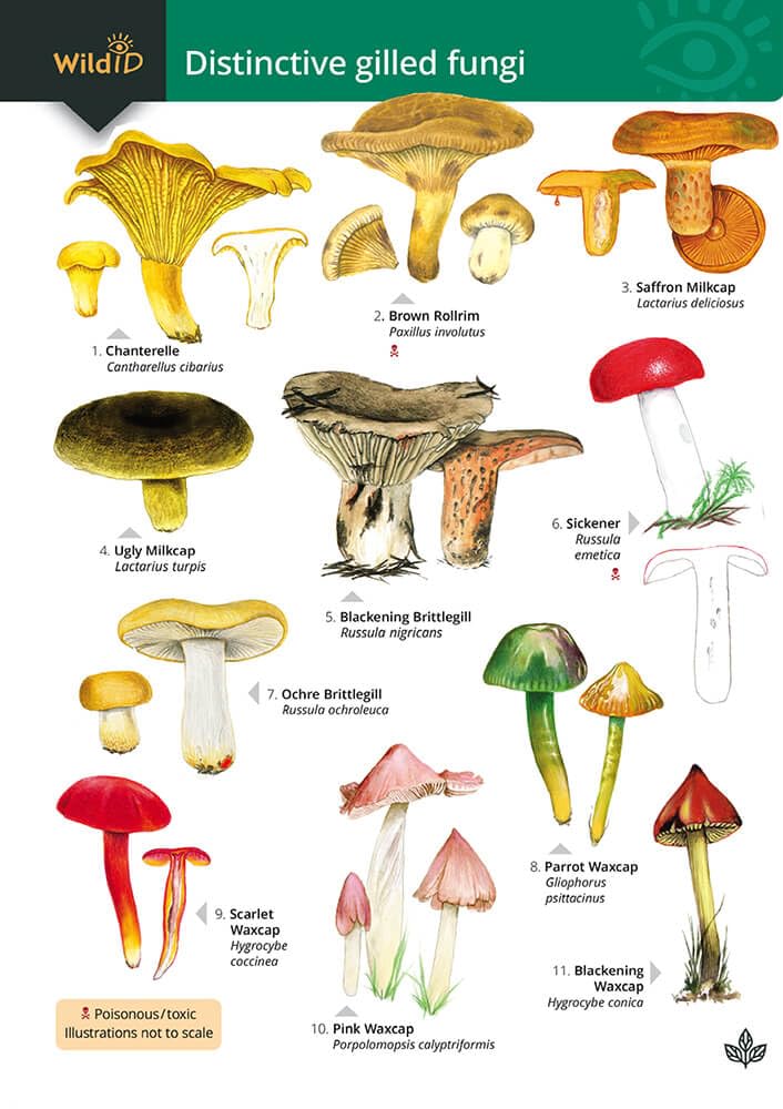 Distinctive gilled fungi (WildID)