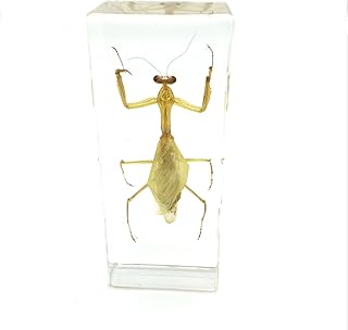 Praying Mantis(Mantis)(rearhorse) Paperweight Specimen Science Education Specimens(4.4x1.6x1.1")