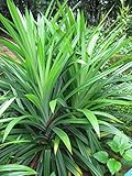 Pandanus Amaryllifolius, Pandan Leaf Plant, (Bai-Tooey), 8-12 inches